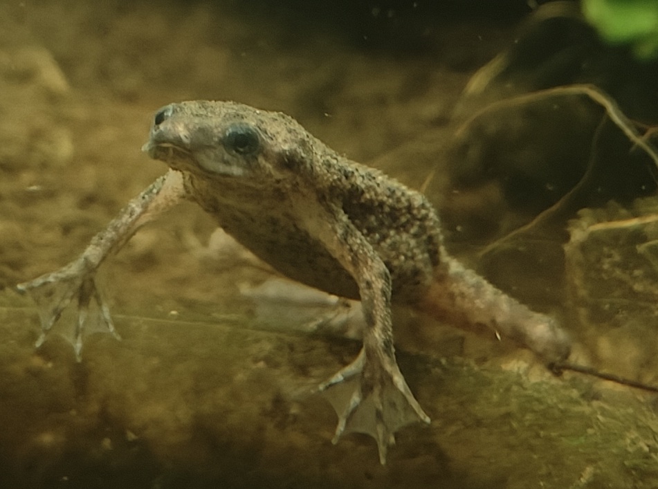 Frog 2